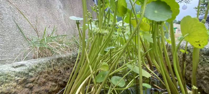 归林隐宅民宿(朱家尖店)图片