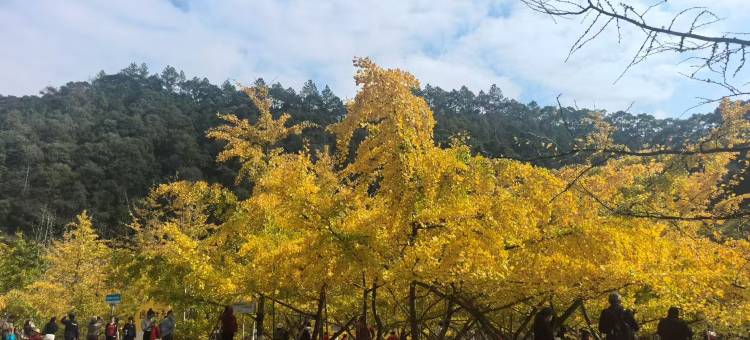 26号院子精品花园民宿图片