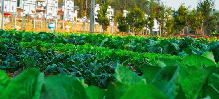 慈利安聚客栈图片