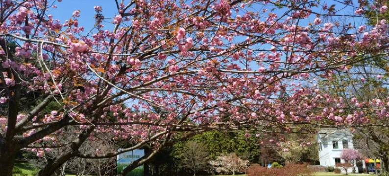 余姚四明山庄森林度假村图片