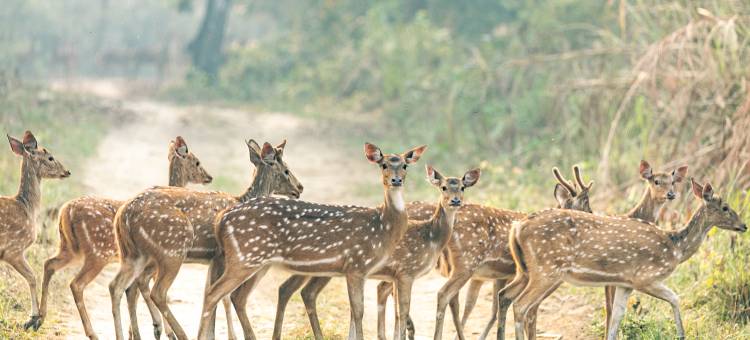 卡萨拉度假村(Kasara Resort)图片
