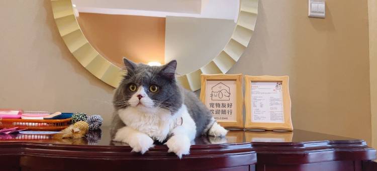 江门新会碧桂园凤悦凤凰酒店(万达广场店)图片