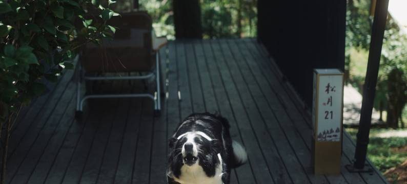 安吉九亩松风帐篷酒店图片