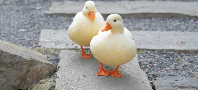 景德镇行山樨园民宿图片