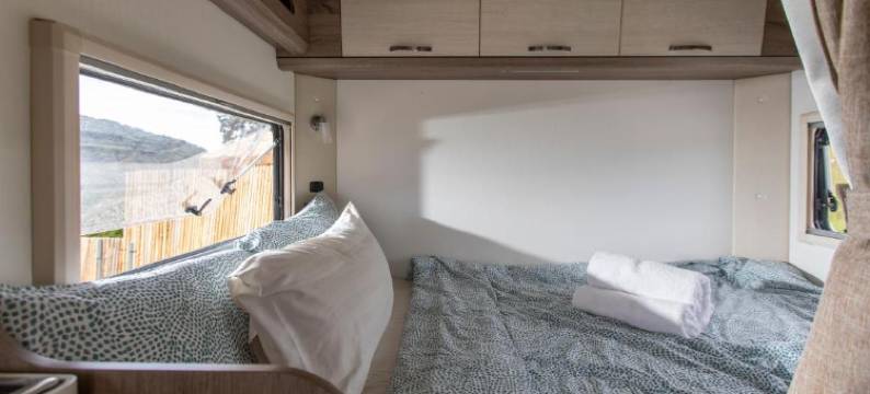 Stellar 金山金马伦(Stellar GoldenHill Cameron)图片