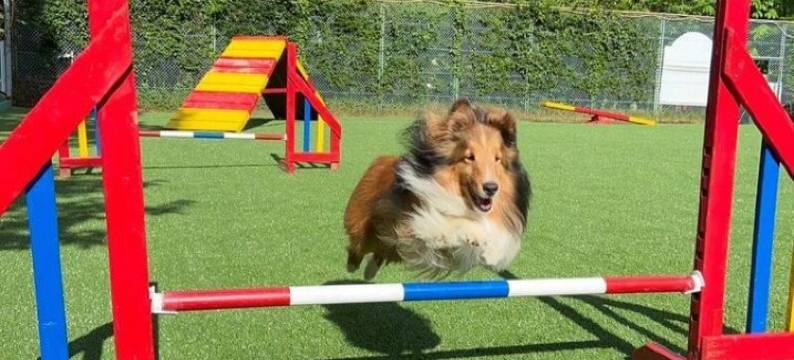 WAN WAN 宠物度假天堂 八岳(Wan Wan Paradise Yatsugatake)图片