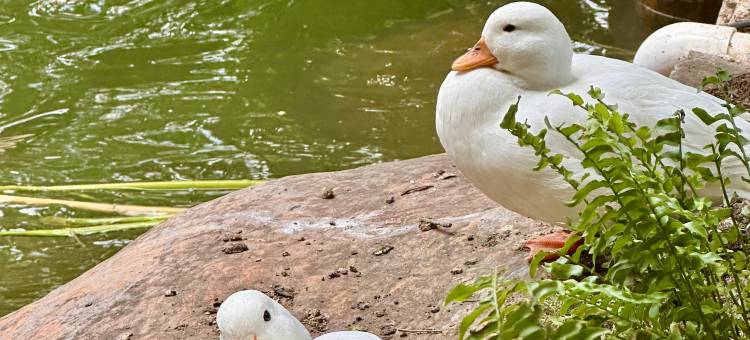 贵阳铂尔曼大酒店(甲秀楼鸿通城购物中心店)图片