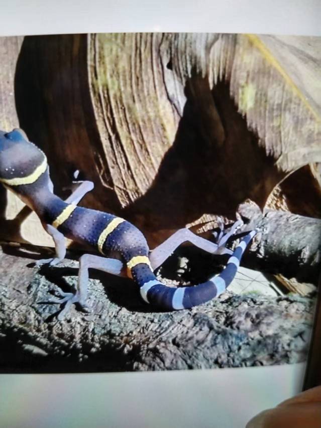 呀诺达旅游区雨林一号度假酒店图片