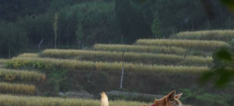 屏南厦地鱼羊木民宿图片