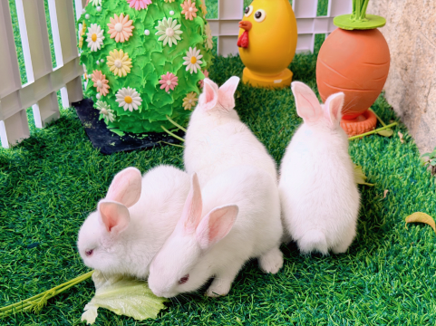 佛山希尔顿酒店图片