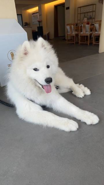 半渡·供氧Holiday Villa设计师奢享度假民宿(独克宗古城店)图片