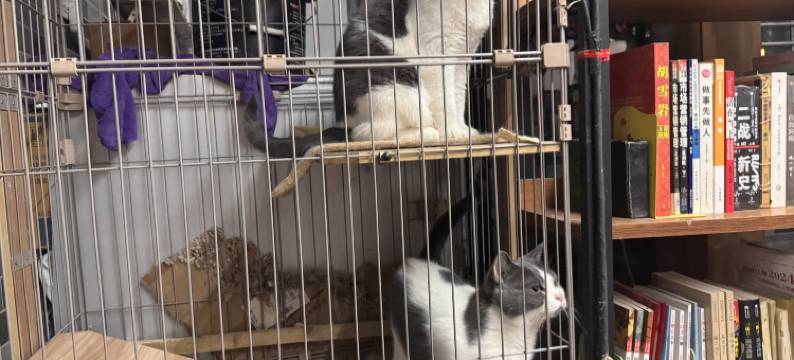 宜家·Homey Nest·筑梦客栈(洛邑古城店)图片