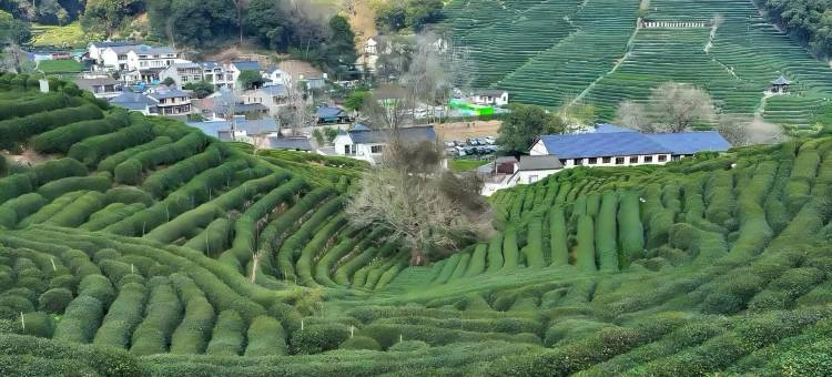 花筑·西湖琅琊阁·叠翠揽怀·香浸山邸茶宿图片