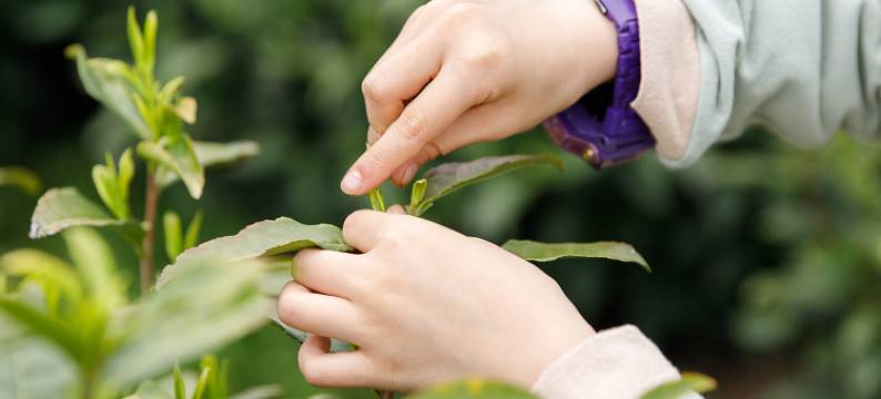 长兴芳草地度假酒店图片