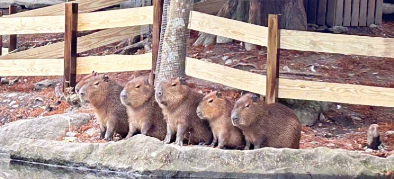 水岸森林休闲农场图片