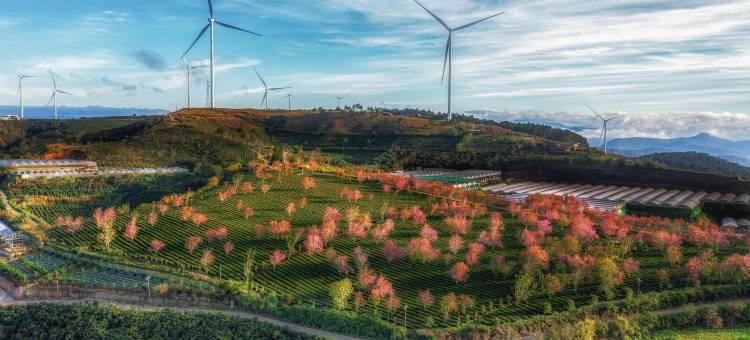 大叻安特奥斯酒店公寓(Anteaus Hotel & Apartment Da Lat)图片