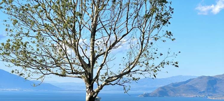 越好·绿荫树下·森系花园全海景度假别墅(大理高铁站洱海公园店)图片