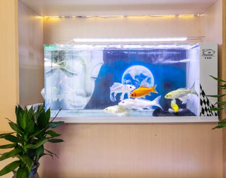 Koi·舟山锦鲤酒店(普陀半升洞码头店)图片