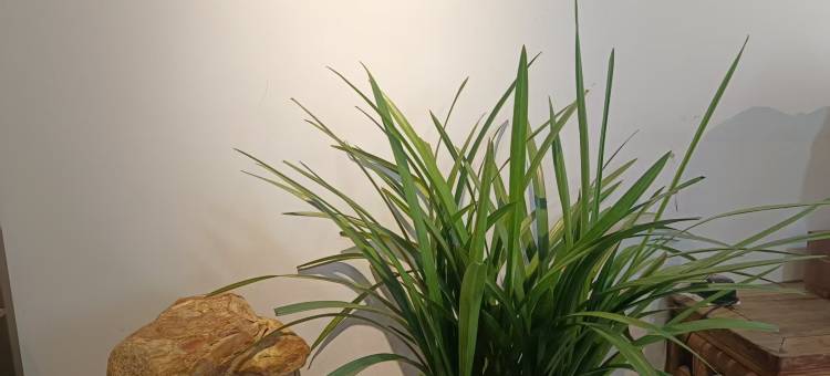 雲坊·徽派设计师度假美宿图片