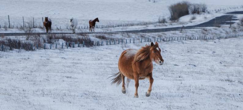花筑·澜奢庭院美宿(乌兰布统草原景区店)图片