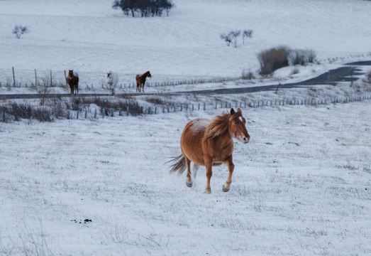 Floral Hotel·Lanshe Courtyard Hotel(Ulan Butong Scenic Area Store) Hotel Overview