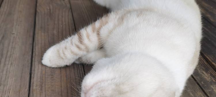 贵阳方得其所·猫屿墅(花溪公园店)图片