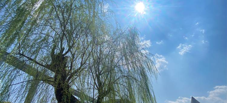 百里杜鹃初水花源酒店图片