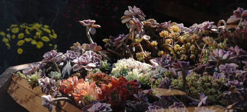 大理叁俩·花园印象度假Villa美宿(洱海才村店)图片