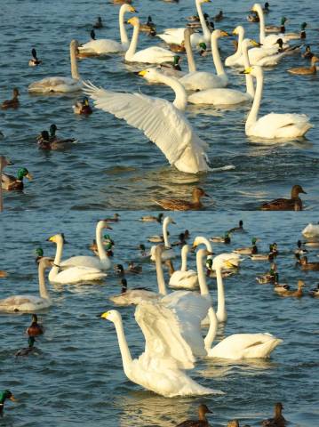 汉庭酒店(库尔勒市政府店)图片
