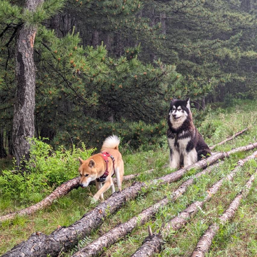 又见山·黑里河森林度假民宿图片