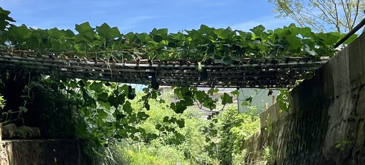 原谷乡村酒店(安吉白茶观景平台店)图片