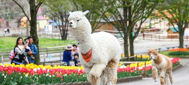那須高雄温泉ロッジほったらかしの宿悠利(YU-FURI NASU-TAKAO ONSEN LODGE)图片