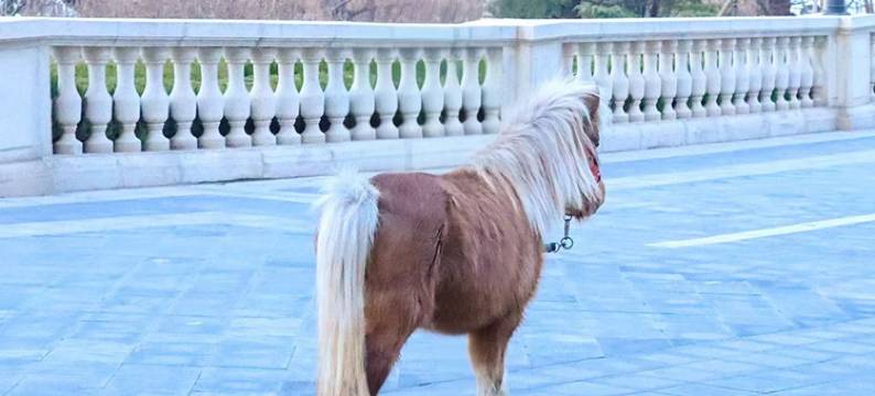 泰安泰岳温德姆酒店图片