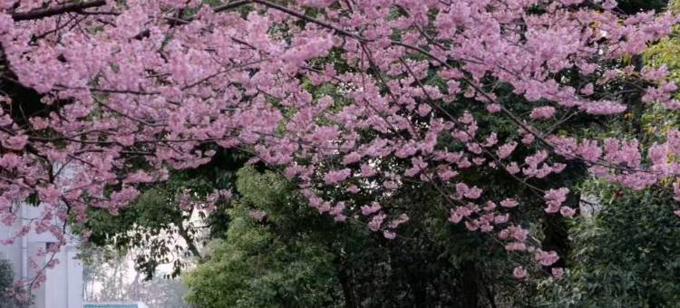 武汉松庐凯瑞酒店(武大东湖店)图片