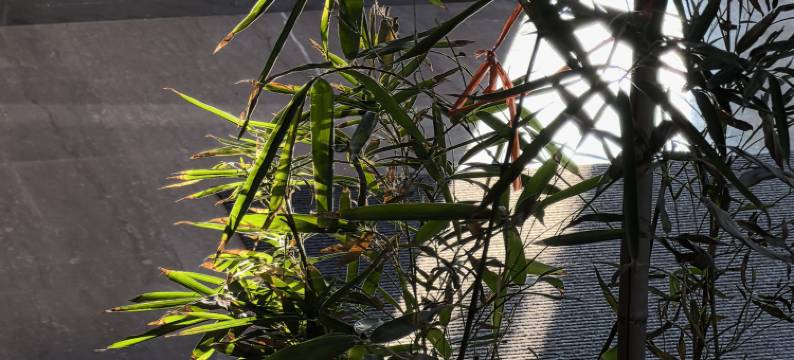 抚顺苹果酒店图片