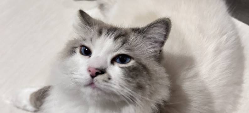 再来一晚猫咖客栈图片