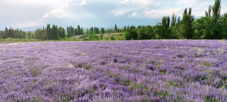 赛里木湖AC酒店图片