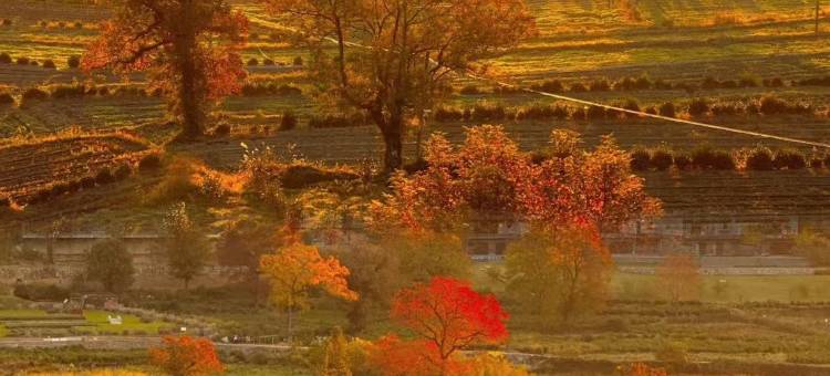 黄山高铁站凯悦嘉轩酒店图片