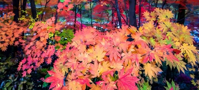 凤城•嘉豪商务酒店(凤凰城中心客运站体育馆店)图片