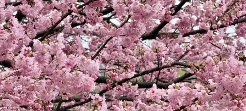 无锡华怡明都大酒店(滨湖万象汇店)图片