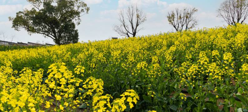 婺女洲度假区徽市街艺术酒店图片