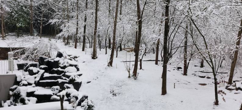 freesia珑羽兰庭图片