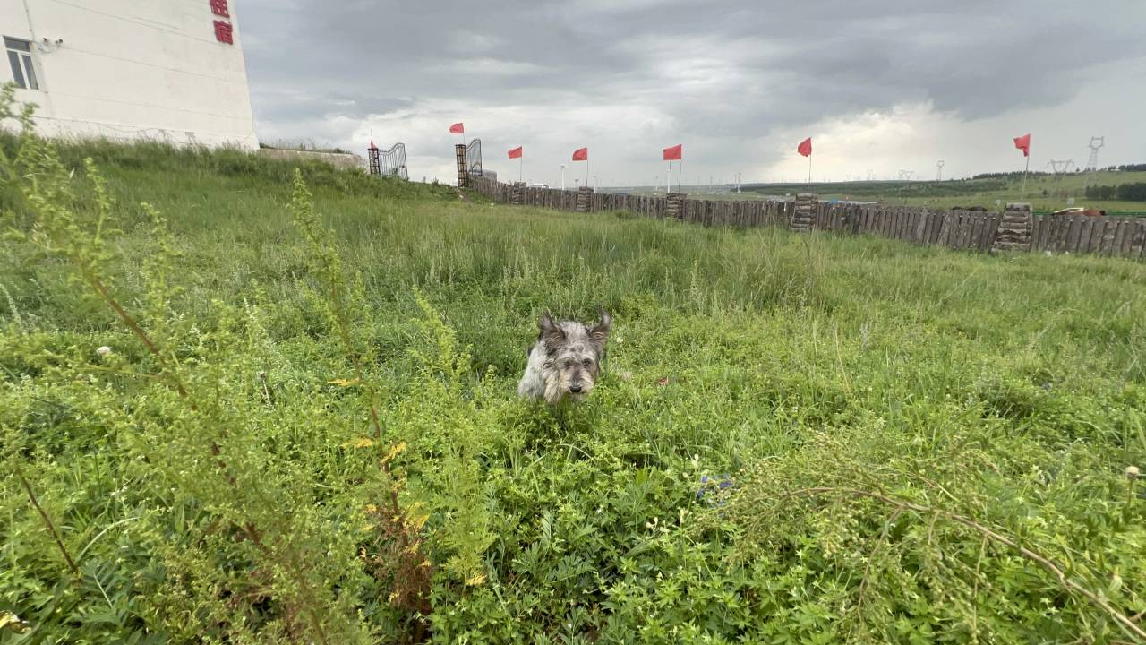 察右中旗鸿骏草原度假中心图片