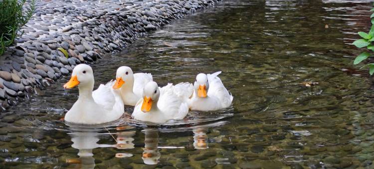 清远安野.佩乐温泉民宿图片