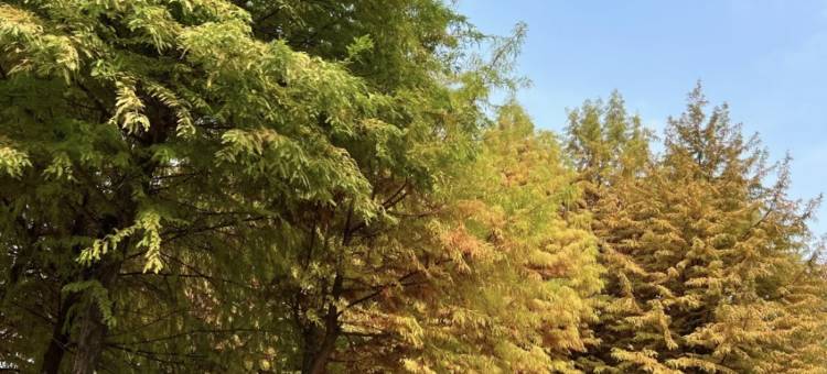 吉楚酒店(长沙置地广场星沙文体中心地铁站店)图片