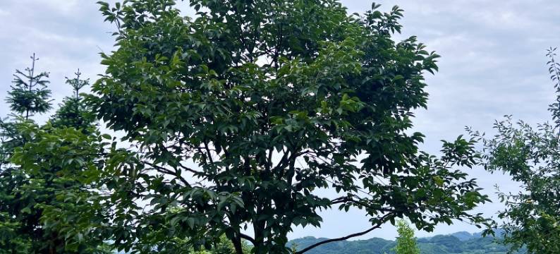 半山云居民宿图片