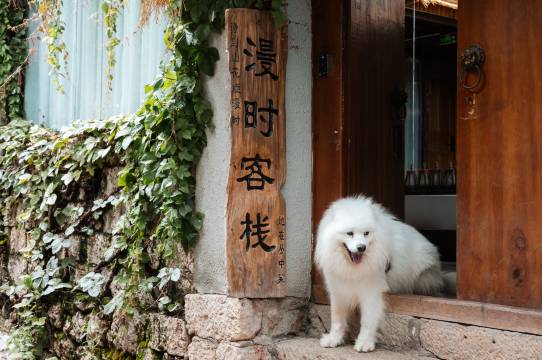 束河当归小院·萌宠花园庭院(丽江束河古镇店)图片