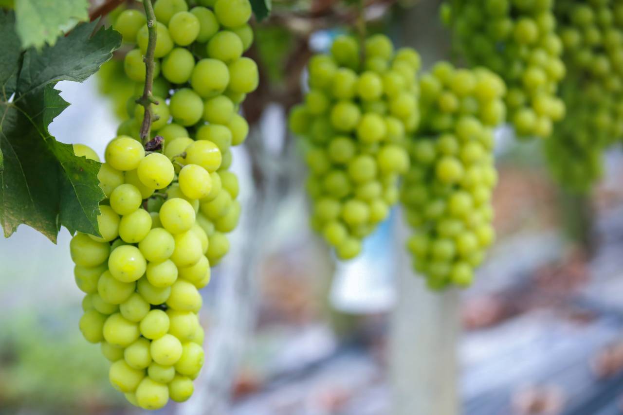 乌镇乌村酒店图片