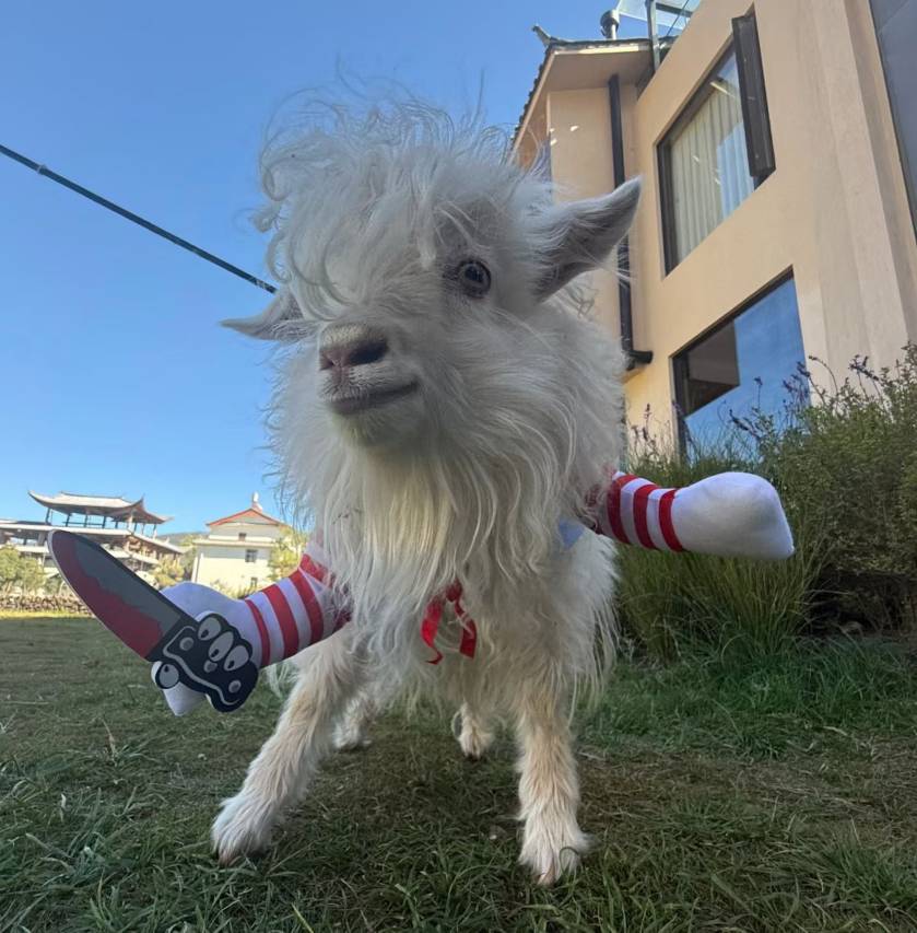 山屿邻·日照金山｜雪山全景野奢汤池度假Villa图片