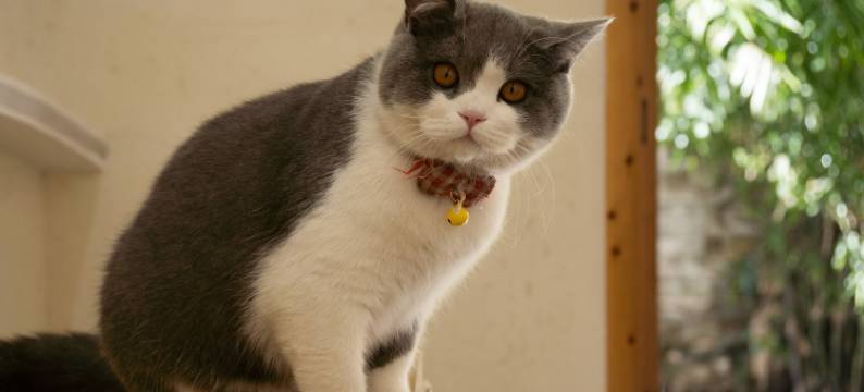 一雁书·YAN望青山·露台观景美宿(大理古城店)图片